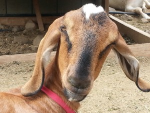 goat-987243_960_720