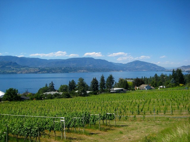 vineyard lake