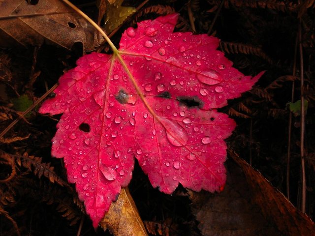 red-maple-leaf